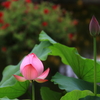 「草津市立水生植物公園みずの森」の蓮の花