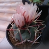 緋冠竜　花