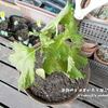青じそ苗、再植え替え