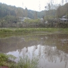 田植え前の水田