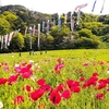 ポピー園　くりはま花の国