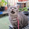 ［143］猫と冒険 帰り道編 その27（姫の石観音その1 🙀吾輩たちは、辿り着いたのニャー。）