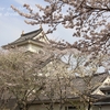 歴史博物館の桜・・