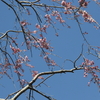 手賀沼遊歩道 桜咲く蝶遊ぶ