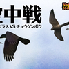 1011【カラスVSチョウゲンボウのアクロバット】カルガモのエンジェルウイング奇形、孤独なシジュウカラの可愛い動き。赤トンボの産卵。ハエトリグモがマウスに反応　 #身近な生き物語