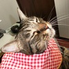 ねこだって肩が凝るんだぜ