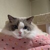 今日もたくさん遊んでのんびり過ごしたふくちゃん