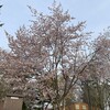 桜を求めてpart4