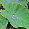 「大気不安定」、雨模様の一日でした。