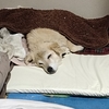 汚い話ですが