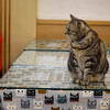  台北の猫カフェ「小貓花園」の猫 #10