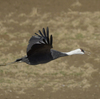 ツルの国に鳥を見に行った日記（２０２４　０１０６～０８）その２５。