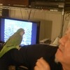 賀正