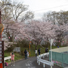 京都の桜2016・井手の玉川