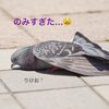 セキスイハイムの全館空調、快適エアリーは消臭が凄い！！