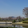 【石岡市】柏原池公園の桜・・