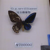 奇形の蝶の標本が…70万円とお買い得！