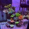 海水30cmキューブハイ水槽　～立ち上げ１年間の振り返り～