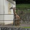 日本平動物園