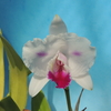 Cattleya quadricolor splash `the Hunter'  