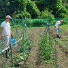 夏野菜の成長と共に