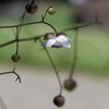 盛夏、可憐な清涼剤。