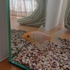 飼育の学びを与えてくれる金魚