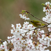 蜜月の桜