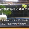金魚の正しい塩浴方法を紹介！塩浴の効果やメリットも詳しく解説！