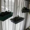 ドクダミ茶、作ろうーーー