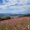 秋桜パーク♪