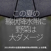 1391食目「この夏の線状降水帯に野菜は大ダメージ」2021年8月の全国長期線状降水帯停滞による影響。