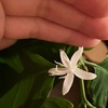 Coffee Flowers,2:30AM