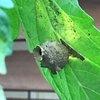 トマトの葉の裏にハチの巣が！？