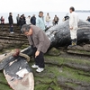 千葉県館山市からのおくりもの　〜新博物館資料収集・ザトウクジラ全身骨格〜