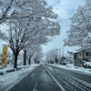 雪の花、今日も。