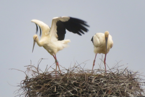 【動画】上越市で国の特別天然記念物コウノトリのひな誕生　新潟県内初　