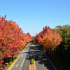 今日の多摩センター周辺 紅葉状況