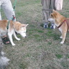 久々の昭和記念公園