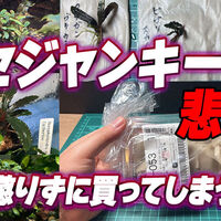 charmおまかせブセファランドラセット過去40株の中身内容全て公開