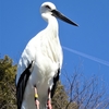 わが趣味活動(１０８)　　浜松動物園で、久しぶりに、「浜松に飛来したコウノトリきずな君」に出会うことができた