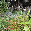 一家の心の癒やしの花