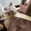 ふくちゃんは音楽が苦手なようなこと