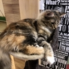 【2019/01/27(日) 茨城県南】猫カフェ「猫喫茶 空陸家」 筑西店に行ってきました【昼はウエストハウス学園店】