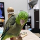 今週の🐦もぐまめ 45 #インコ