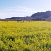 菜の花に桜に…、ホントにもう春やん😆