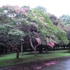 雨上がりの代々木公園