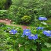 名残の紫陽花