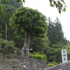 多くのベビ待ちさんが参拝済み☆子宝神社！