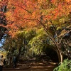 紅葉の高尾山